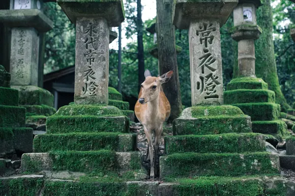 10 Days 09 Nights Japan Tour Package