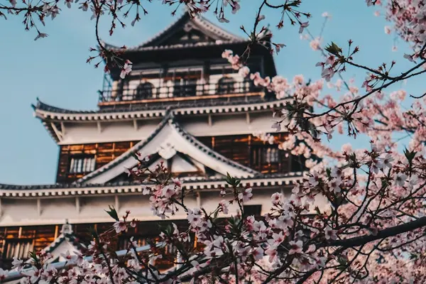 Japan Cherry Blossom Tour Package