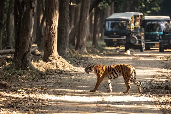 Jim Corbett Wildlife Tour