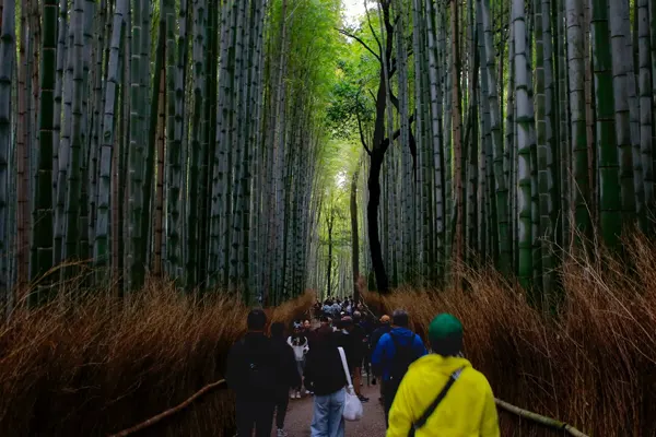 8 Day Japan Student Group Tour Package