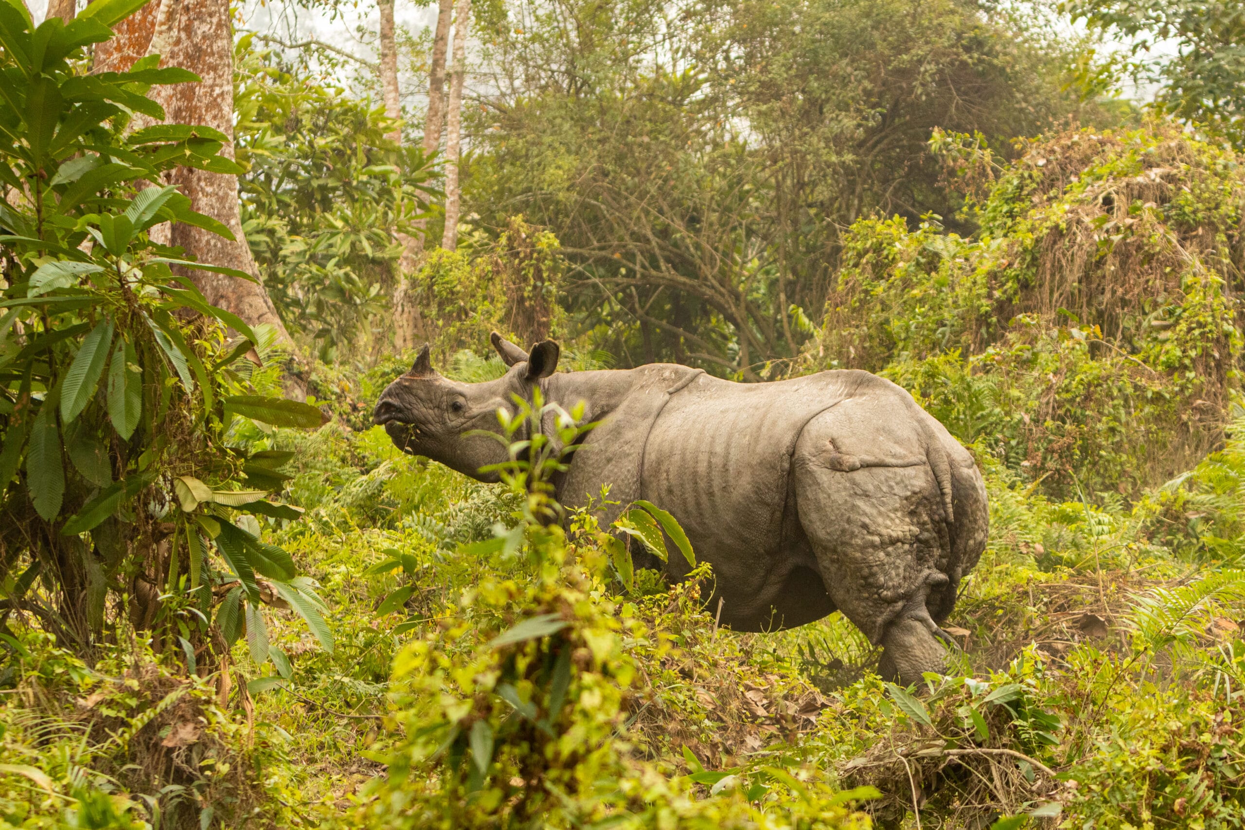 Kaziranga Rhino