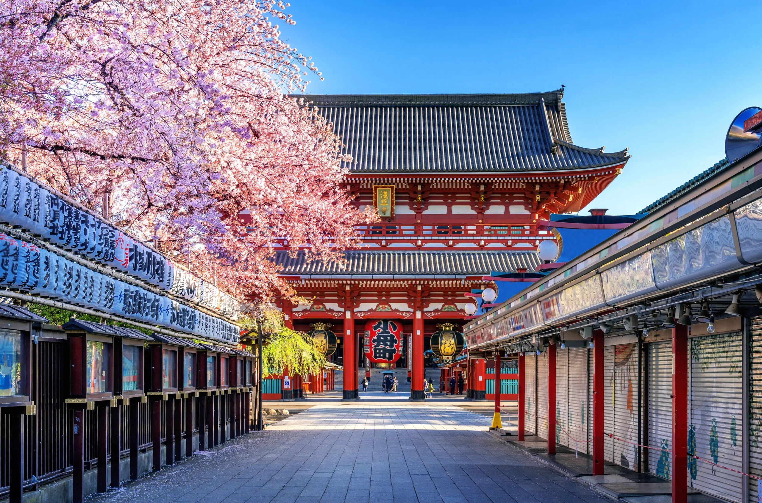 cherryblossomshigeta
